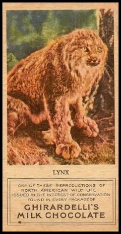 20 Lynx